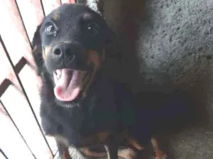 Cachorro raça SRD-ViraLata idade 2 a 6 meses nome Pretinha