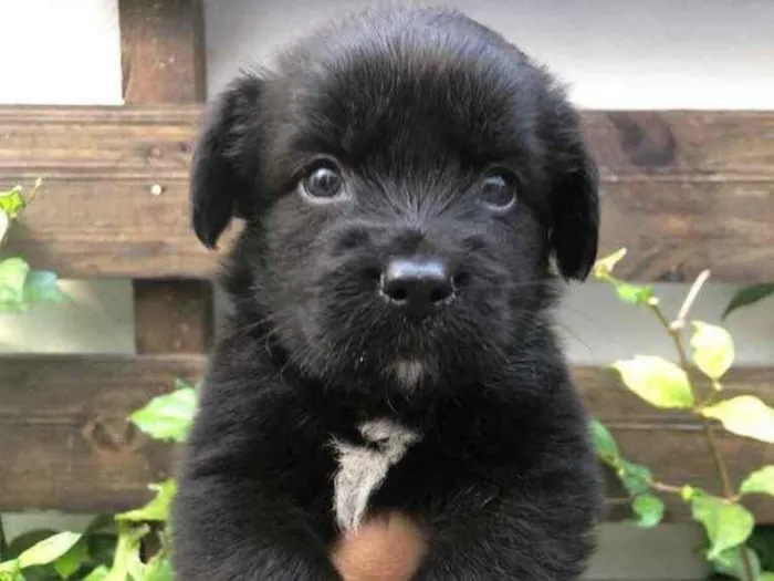 Cachorro raça Sem Raça Definida idade Abaixo de 2 meses nome Sem nome