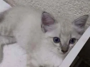 Gato raça Sem raça definida idade Abaixo de 2 meses nome Joana