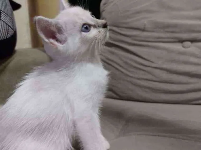 Gato ra a Sem raça definida idade Abaixo de 2 meses nome Sem nome