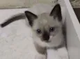 Coalinha