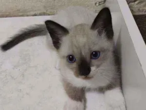 Gato raça Sem raça definida idade Abaixo de 2 meses nome Coalinha