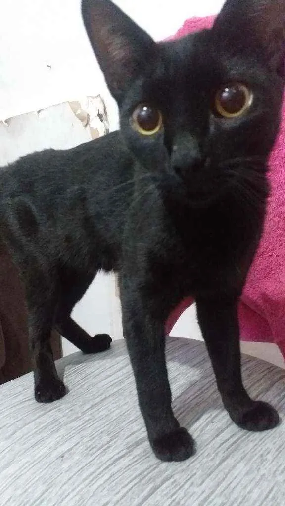 Gato ra a Vira lata  idade 2 a 6 meses nome Pantera 