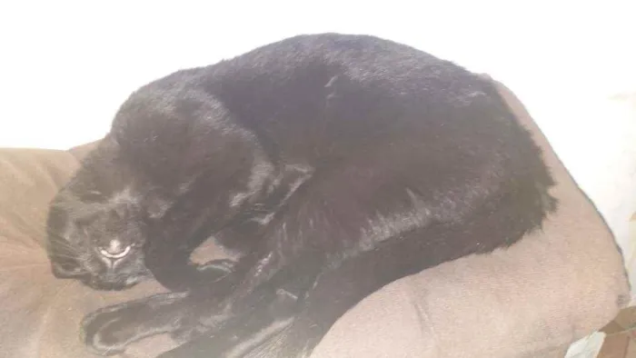 Gato ra a Vira lata  idade 2 a 6 meses nome Pantera 