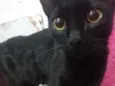Pantera 