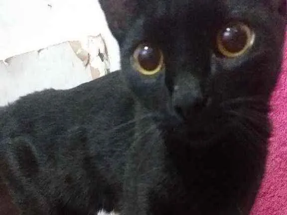 Gato ra a Vira lata  idade 2 a 6 meses nome Pantera 