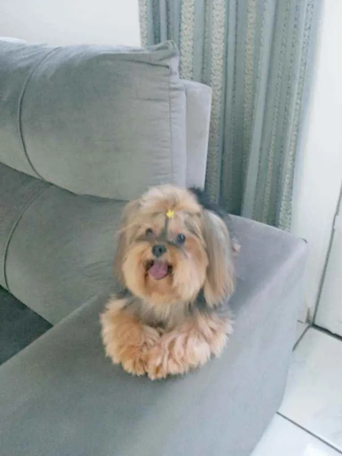 Cachorro raça Yorkshire terrier idade 6 ou mais anos nome Valentina