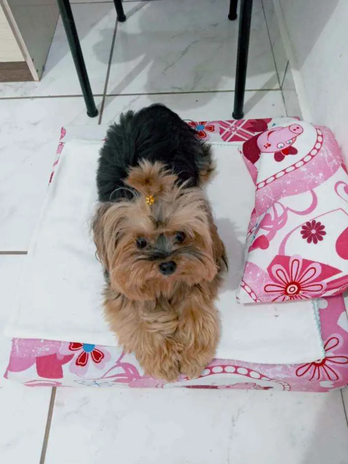 Cachorro raça Yorkshire terrier idade 6 ou mais anos nome Valentina