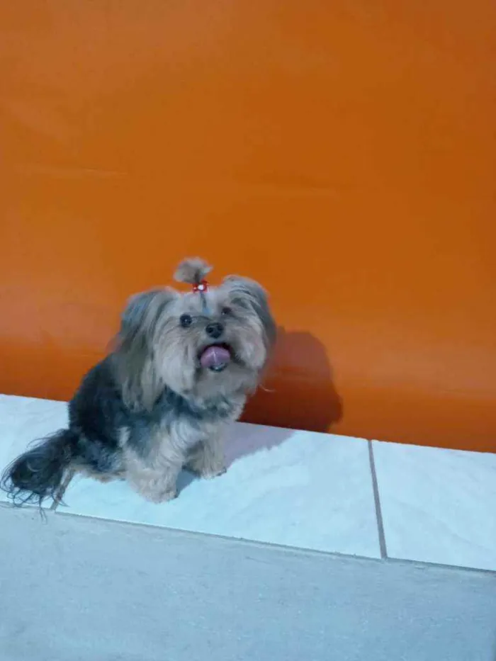 Cachorro raça Yorkshire terrier idade 6 ou mais anos nome Valentina