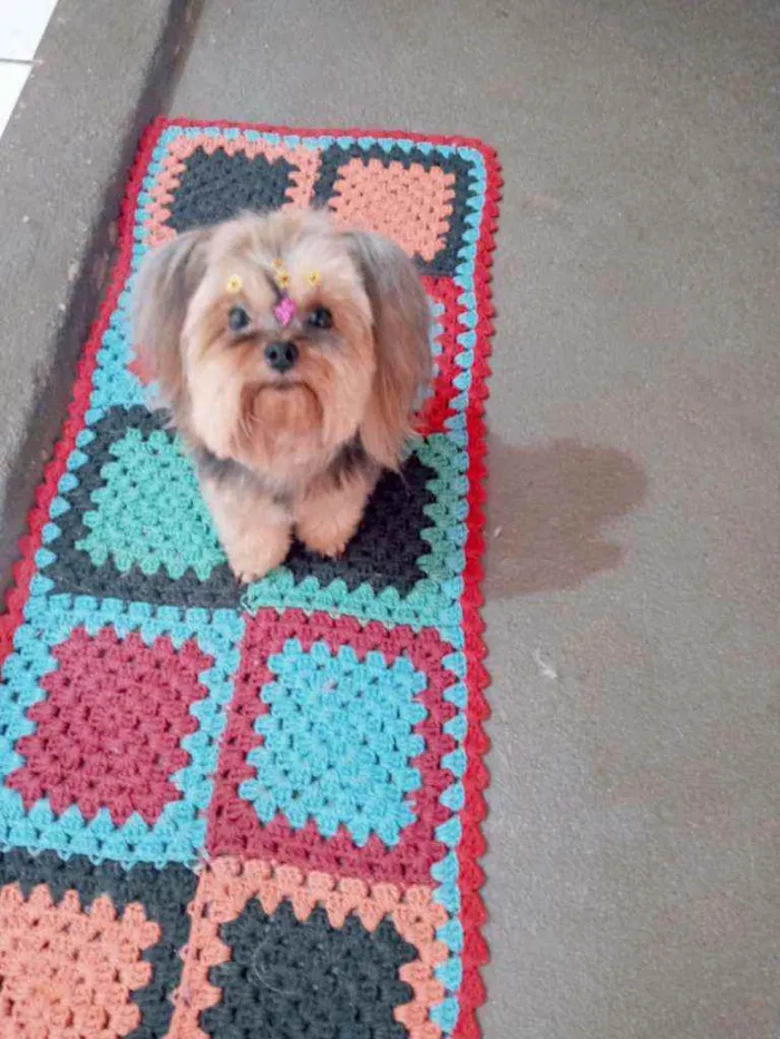 Cachorro raça Yorkshire terrier idade 6 ou mais anos nome Valentina