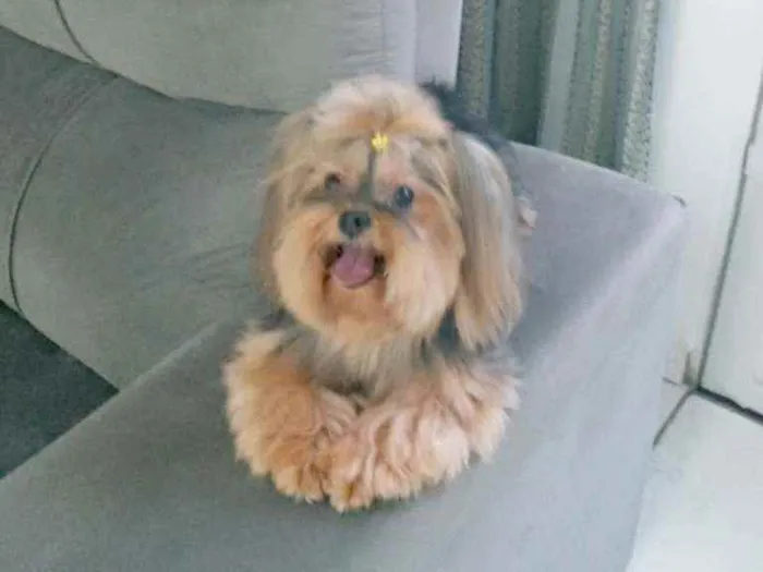 Cachorro raça Yorkshire terrier idade 6 ou mais anos nome Valentina