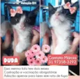 Duda