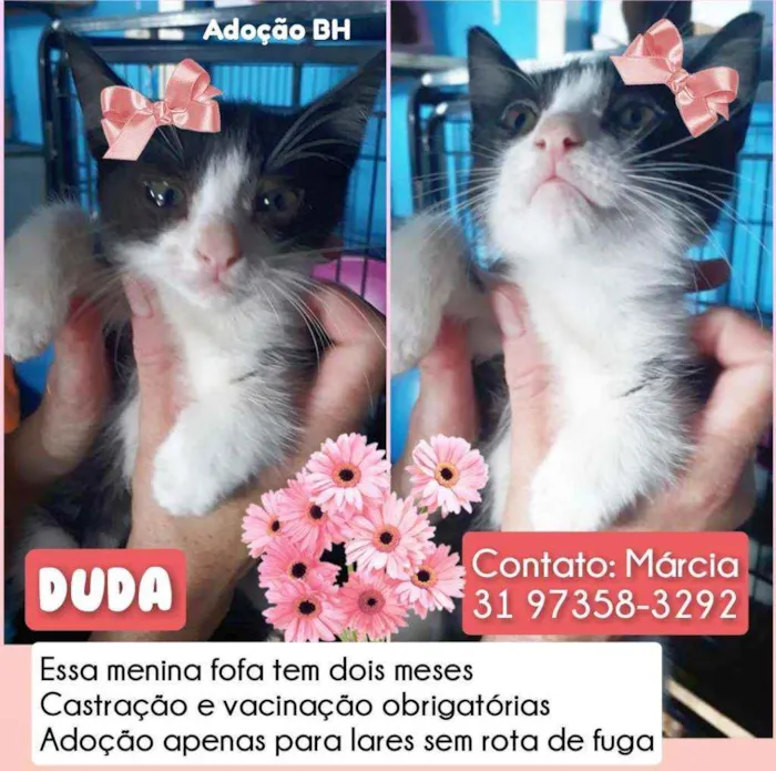 Gato raça Srd idade 2 a 6 meses nome Duda