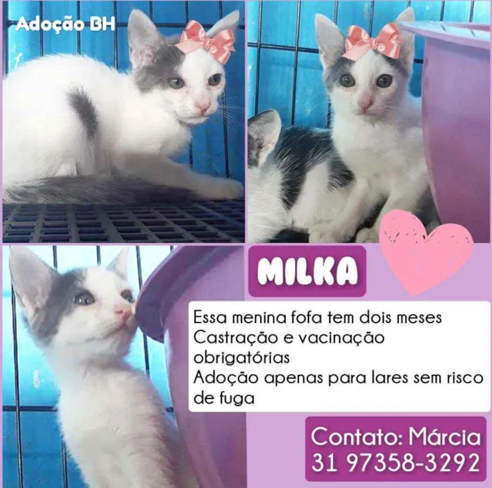 Gato raça Srd idade 2 a 6 meses nome Milka