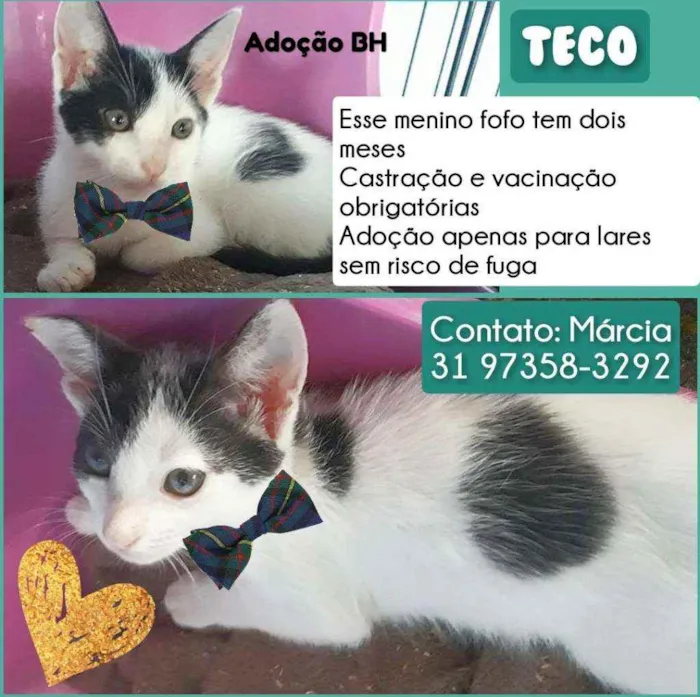 Gato raça Srd idade 2 a 6 meses nome Teco