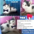 Tico