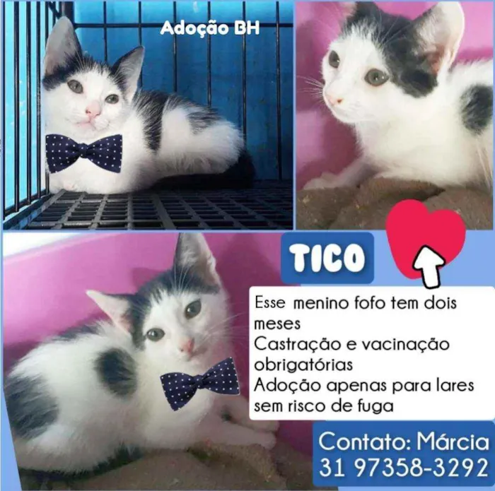 Gato raça Srd idade 2 a 6 meses nome Tico