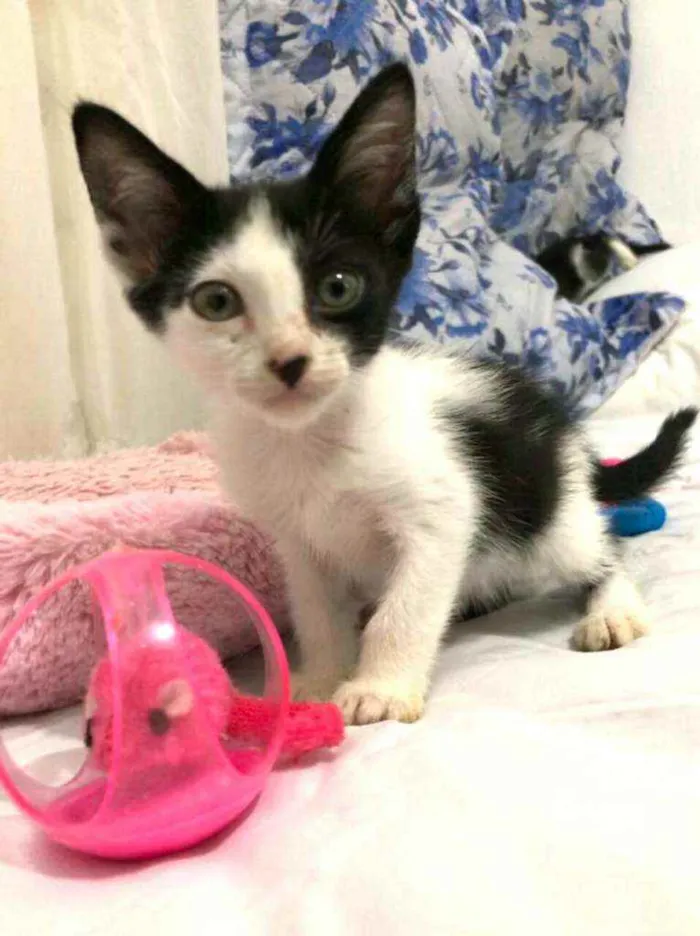 Gato raça  idade Abaixo de 2 meses nome Filhotes Eliana 