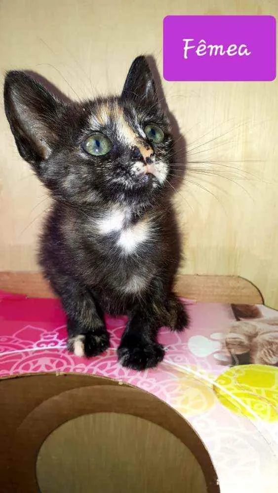 Gato raça  idade Abaixo de 2 meses nome Filhotes Eliana 