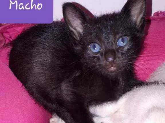 Gato raça  idade Abaixo de 2 meses nome Filhotes Eliana 