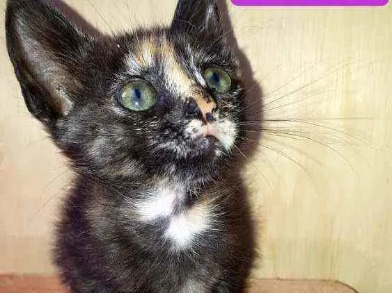 Gato raça  idade Abaixo de 2 meses nome Filhotes Eliana 