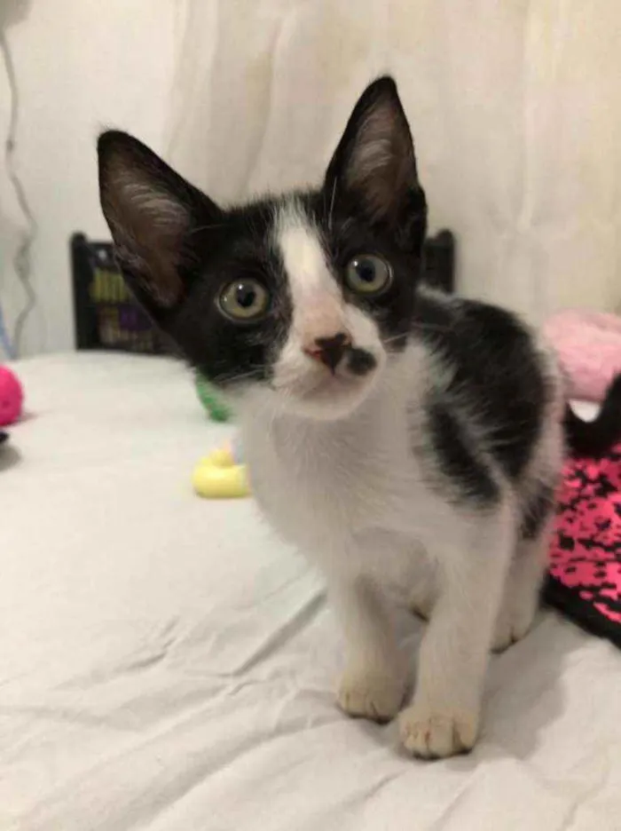 Gato raça  idade Abaixo de 2 meses nome Filhotes Eliana 