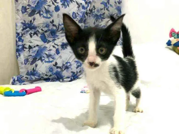 Gato raça  idade Abaixo de 2 meses nome Filhotes Eliana 