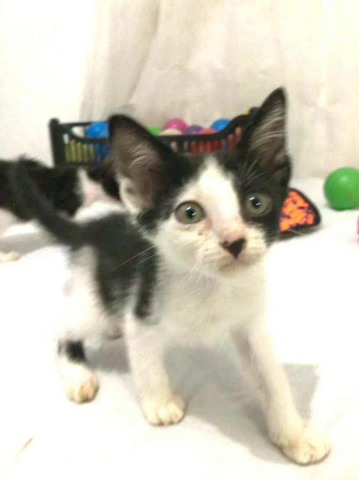 Gato raça  idade Abaixo de 2 meses nome Filhotes Eliana 