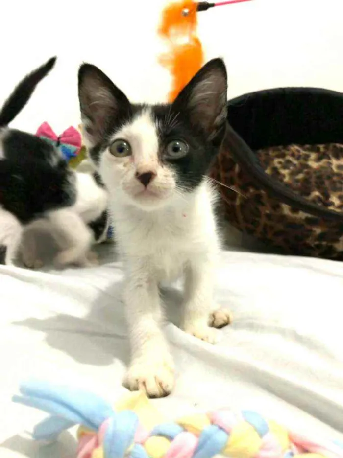 Gato raça  idade Abaixo de 2 meses nome Filhotes Eliana 