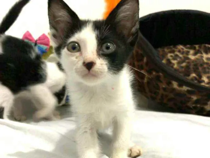 Gato raça  idade Abaixo de 2 meses nome Filhotes Eliana 