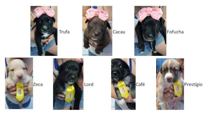 Cachorro ra a SRD idade Abaixo de 2 meses nome Filhotes