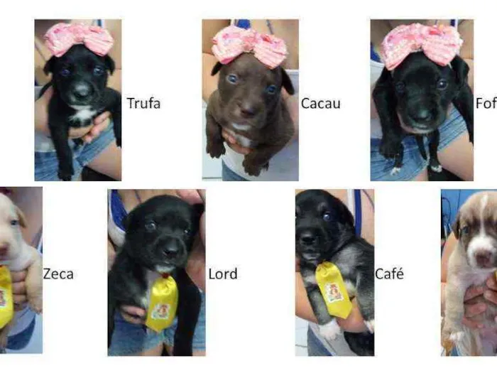 Cachorro ra a SRD idade Abaixo de 2 meses nome Filhotes