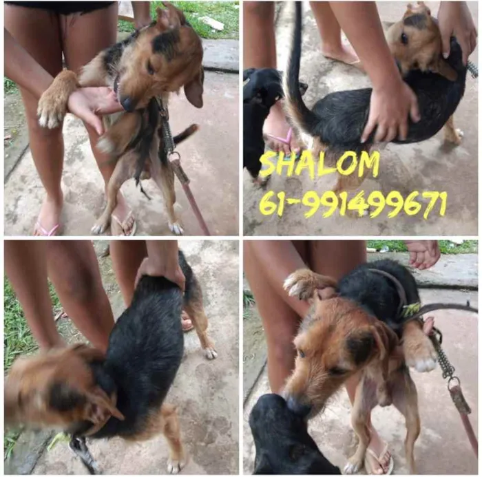 Cachorro ra a SRD idade  nome Shalom