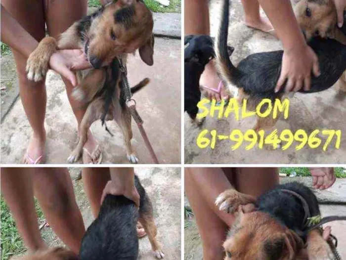 Cachorro ra a SRD idade  nome Shalom