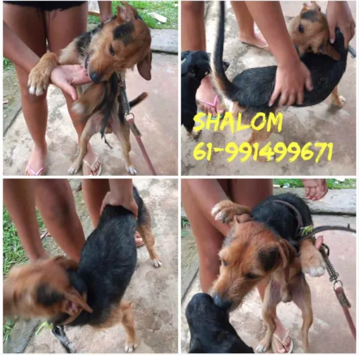 Cachorro ra a SRD idade  nome Shalom