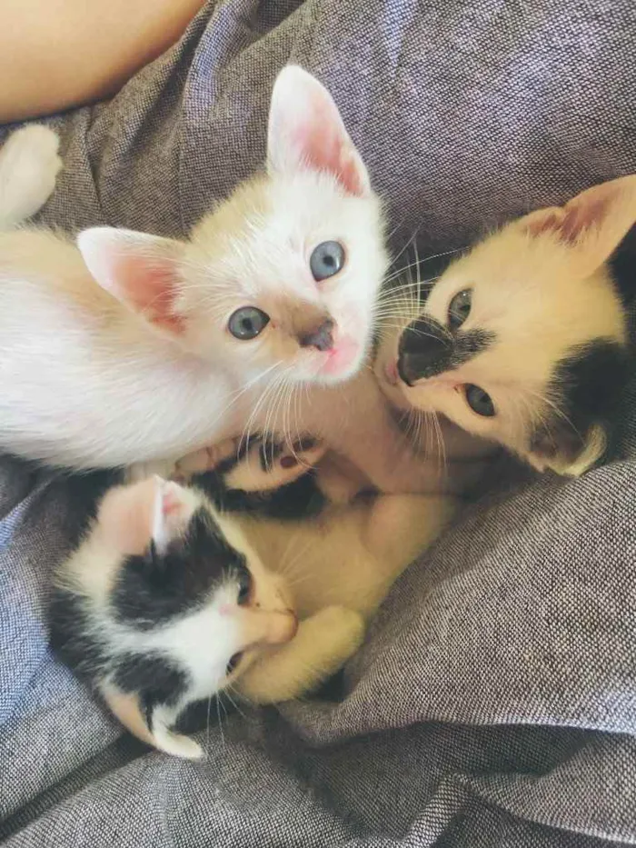 Gato ra a SRD idade Abaixo de 2 meses nome Maguinho 