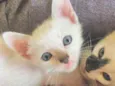Maguinho 