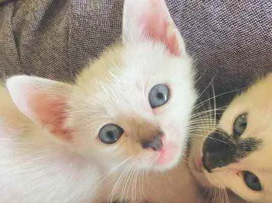 Gato ra a SRD idade Abaixo de 2 meses nome Maguinho 