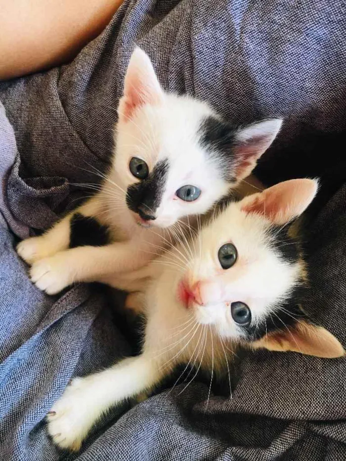 Gato ra a SRD idade Abaixo de 2 meses nome Miu Miu