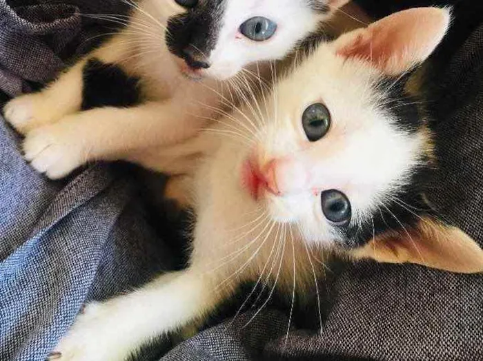 Gato ra a SRD idade Abaixo de 2 meses nome Miu Miu