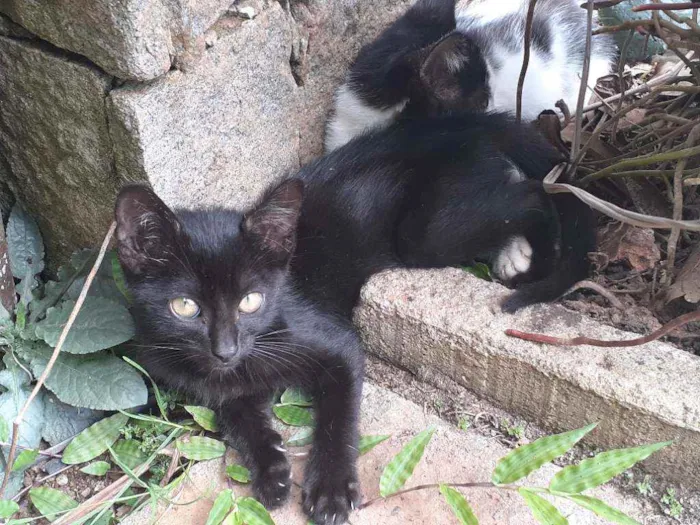 Gato ra a  idade Abaixo de 2 meses nome Confete 