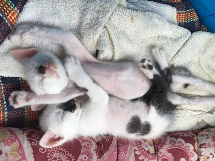 Gato ra a SRD idade Abaixo de 2 meses nome Maguinho 