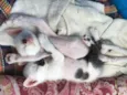 Maguinho