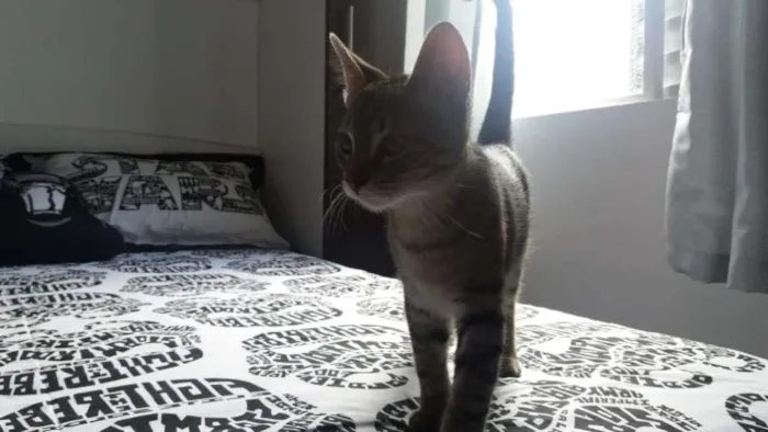 Gato ra a  idade Abaixo de 2 meses nome S/ nome