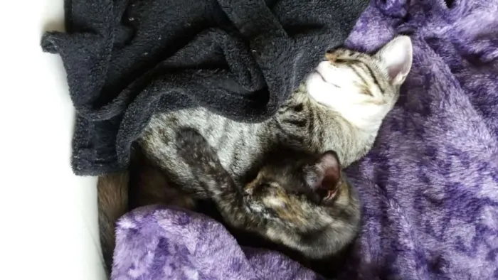 Gato ra a  idade Abaixo de 2 meses nome S/ nome