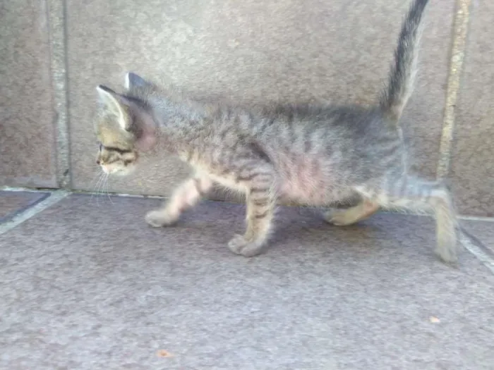 Gato ra a  idade Abaixo de 2 meses nome S/ nome