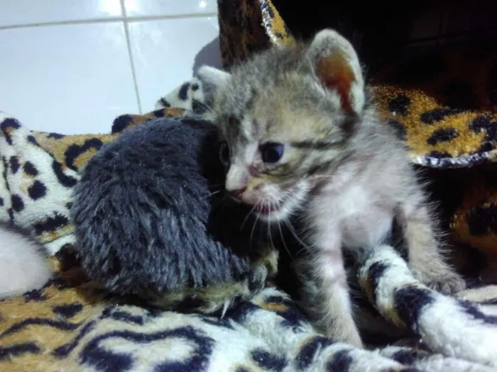 Gato ra a  idade Abaixo de 2 meses nome S/ nome