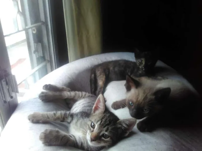 Gato ra a  idade Abaixo de 2 meses nome S/ nome