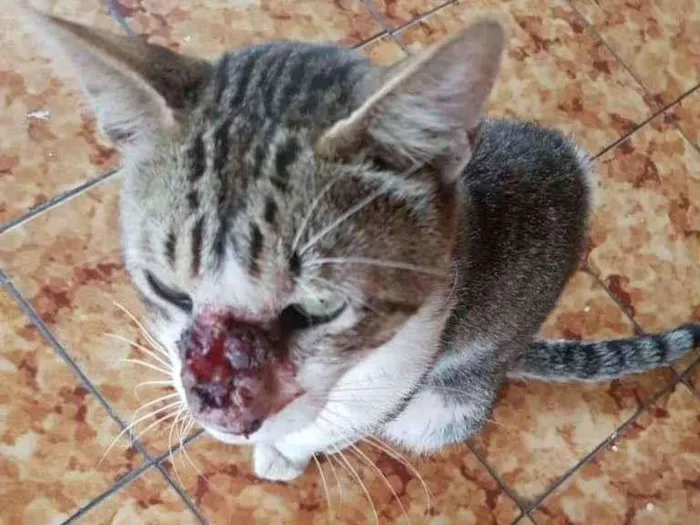 Gato ra a  idade Abaixo de 2 meses nome S/ nome