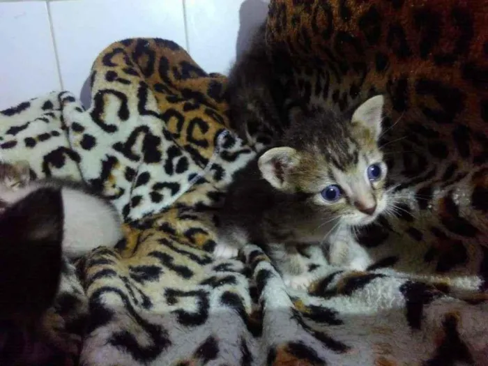 Gato ra a  idade Abaixo de 2 meses nome S/ nome